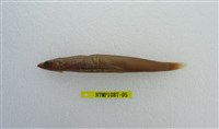 藏品(臺灣標鎗魚(玉筋魚))的圖片